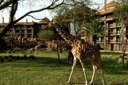 Disney&#039;s Animal Kingdom Lodge - Jambo Villas 